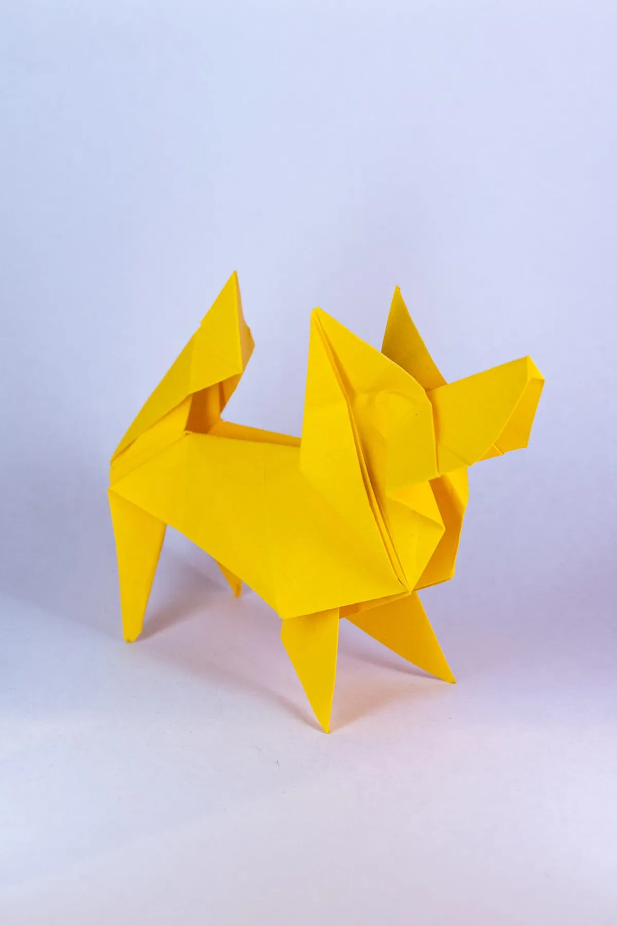 Pies - Papillon - origami, zdjęcie 2